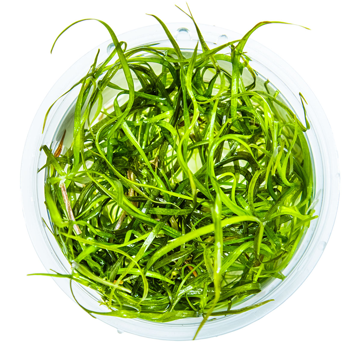 Sagittaria subulata 'Needle Leaf' 144 TC | Tissue Cultures | Largest Tropical Fish Selection at Your Local Fish Store