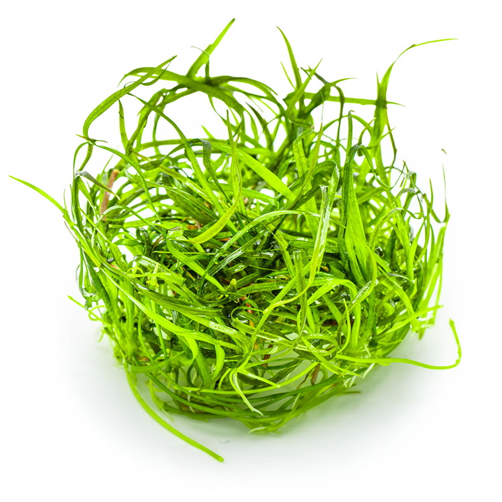 Sagittaria subulata 'Needle Leaf' 144 TC | Tissue Cultures | Largest Tropical Fish Selection at Your Local Fish Store