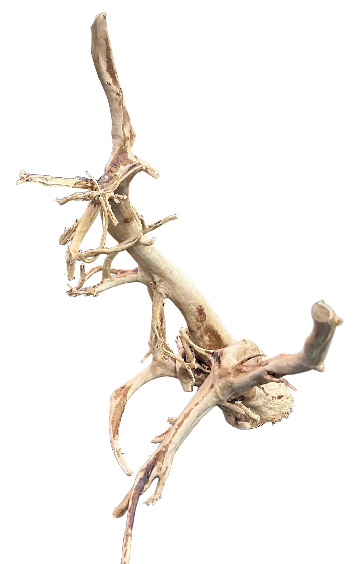 Large Piece of Spiderwood