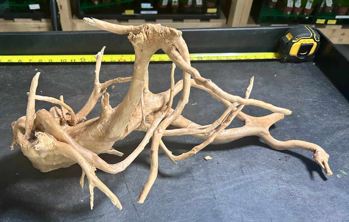 W.Y.S.I.W.Y.G. 107 - LARGE PIECE SPIDERWOOD