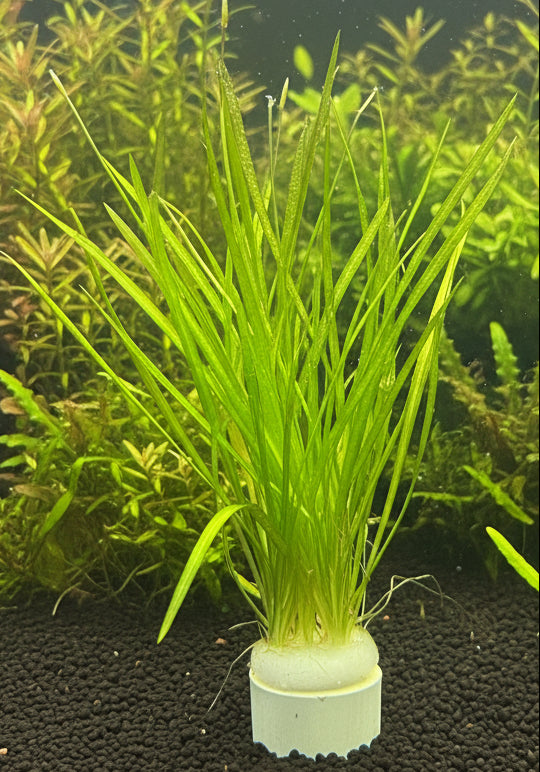 Blyxa aubertii - Bare Root - WL1049 | Potted Plants | Largest Tropical Fish Selection at Your Local Fish Store