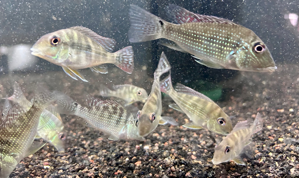 Demon Eartheater (Satanoperca daemon)