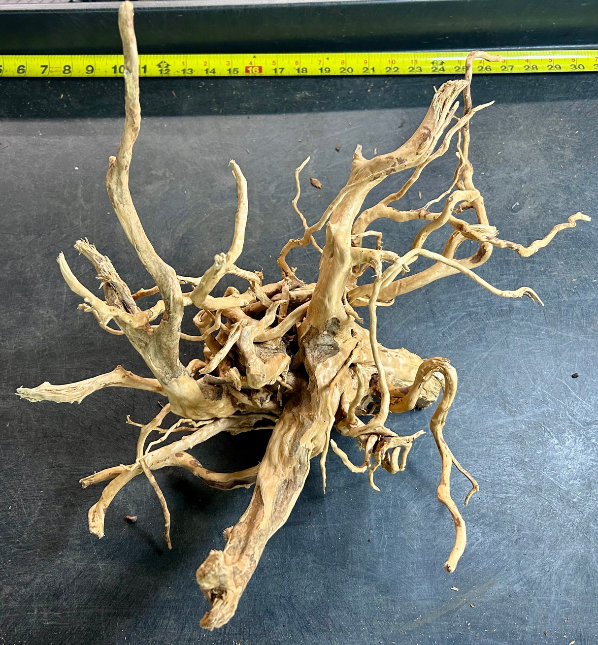 W.Y.S.I.W.Y.G.- 610 - Large Piece of Spiderwood