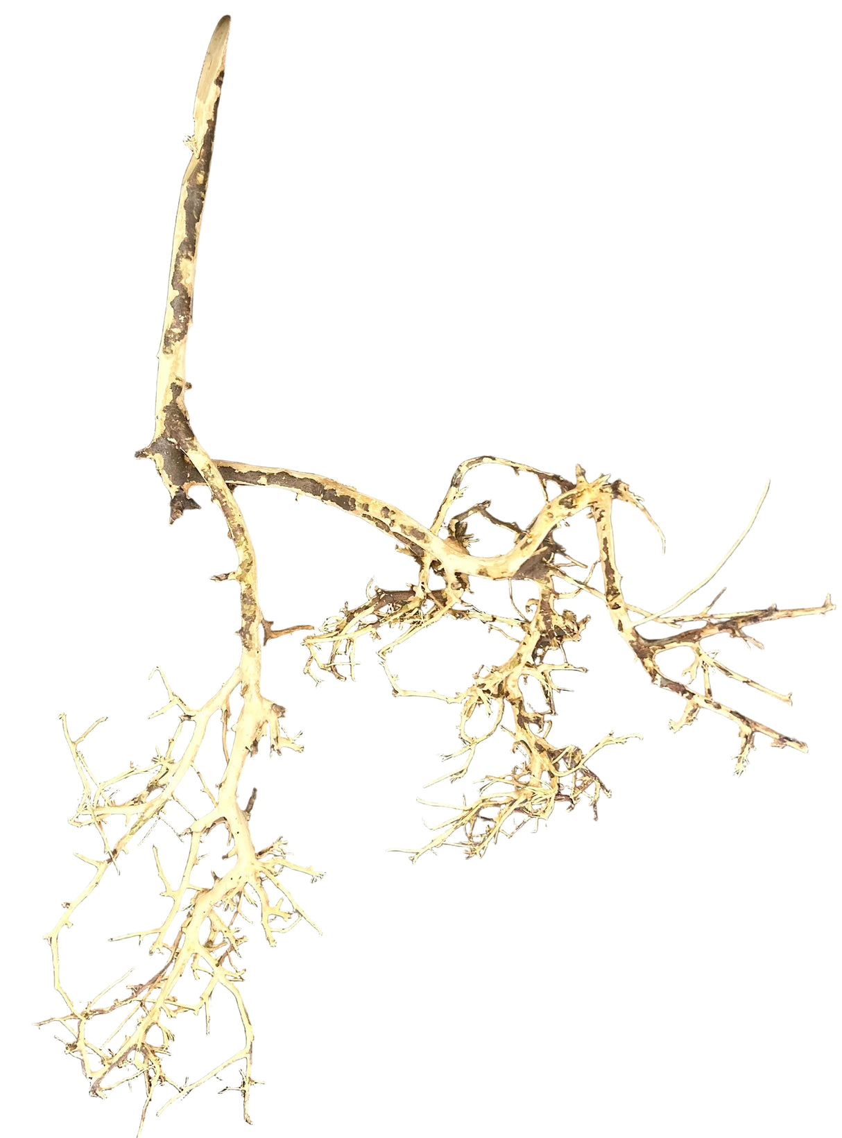 Thailand Branch Wood