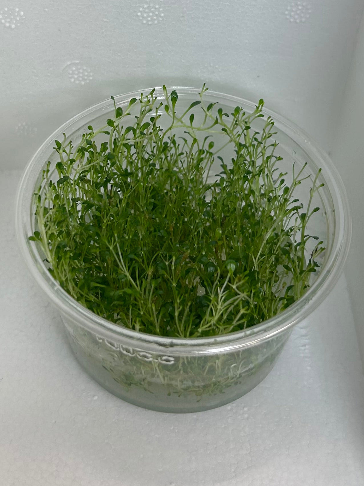 Glossostigma elatinoides Tissue Culture