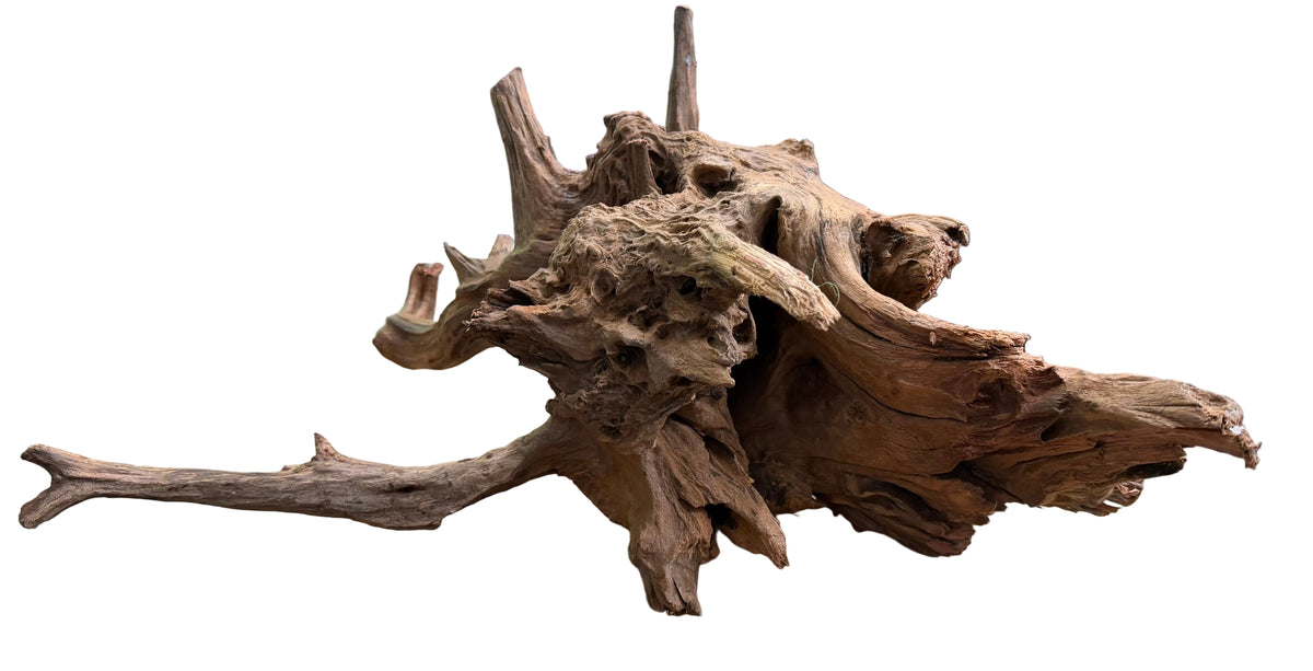 Malaysian Sinking Driftwood