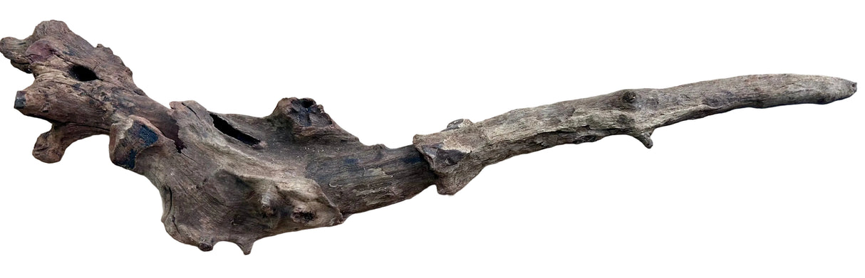 Malaysian Mangrove Wood