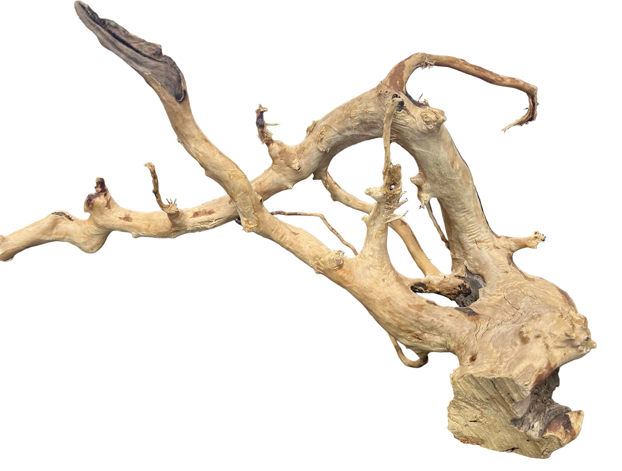 Large Piece of Spiderwood