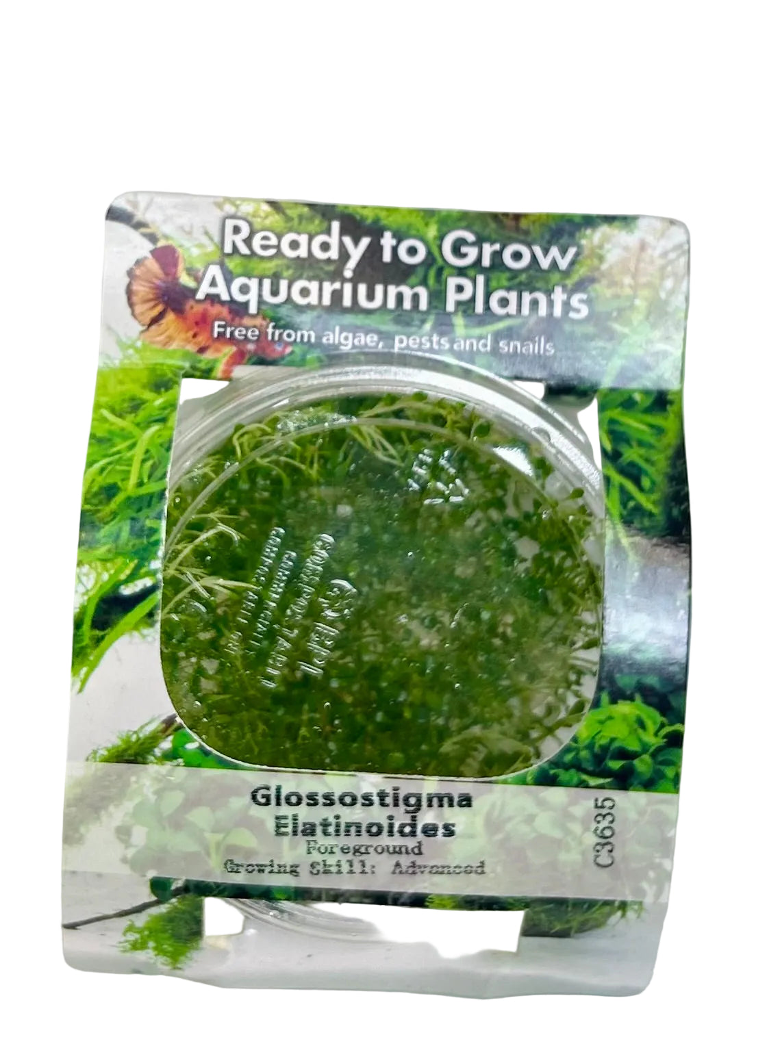 Glossostigma elatinoides Tissue Culture