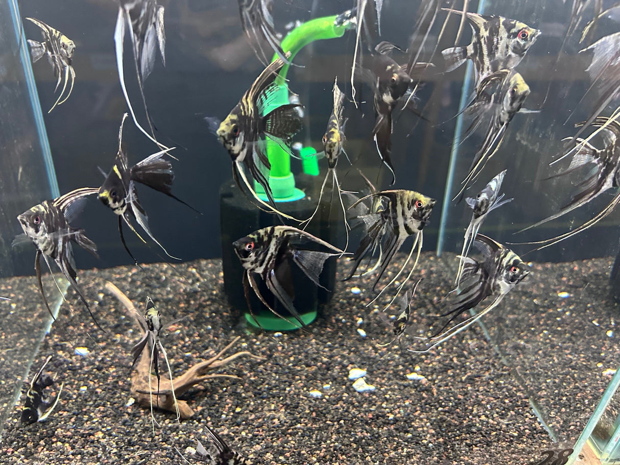 Black/White Marble Angelfish (Pterophyllum scalare) 5cm body