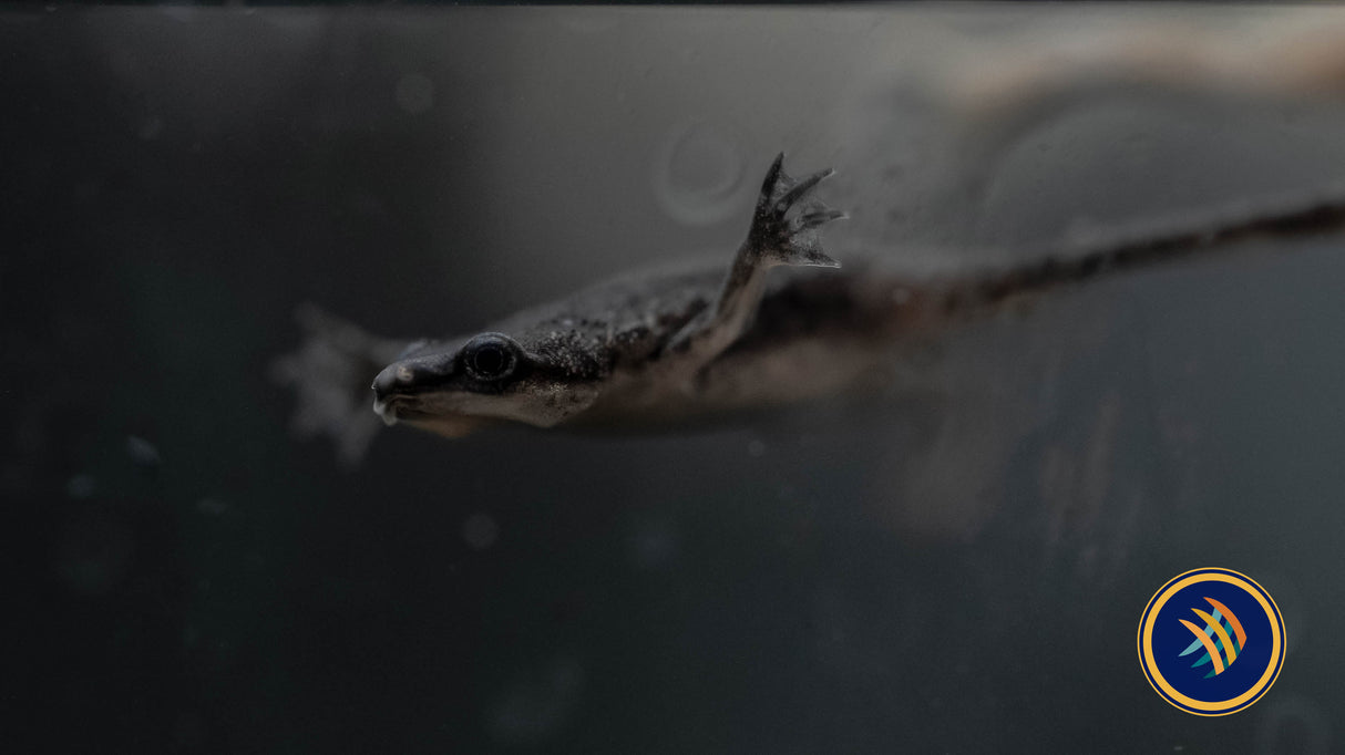 African Dwarf Frog (Hymenochirus boettgeri) | Other Livestock | Largest Tropical Fish Selection at Your Local Fish Store