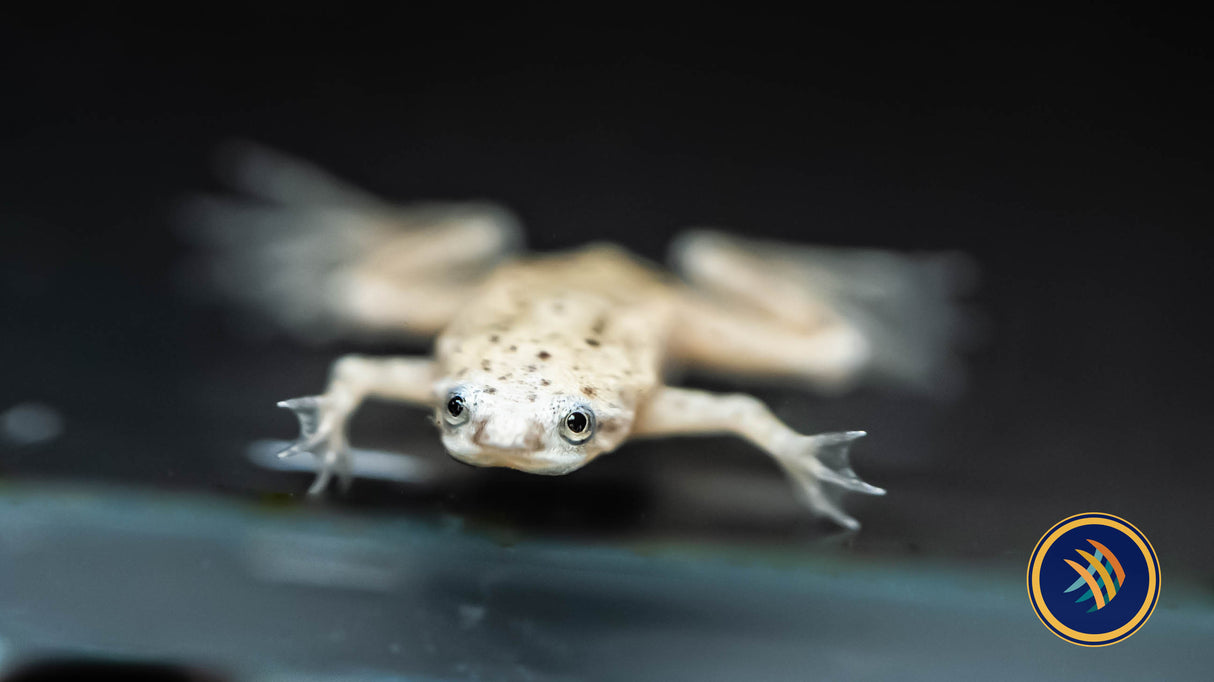 African Dwarf Frog White Platinum (Hymenochirus Boettgeri)