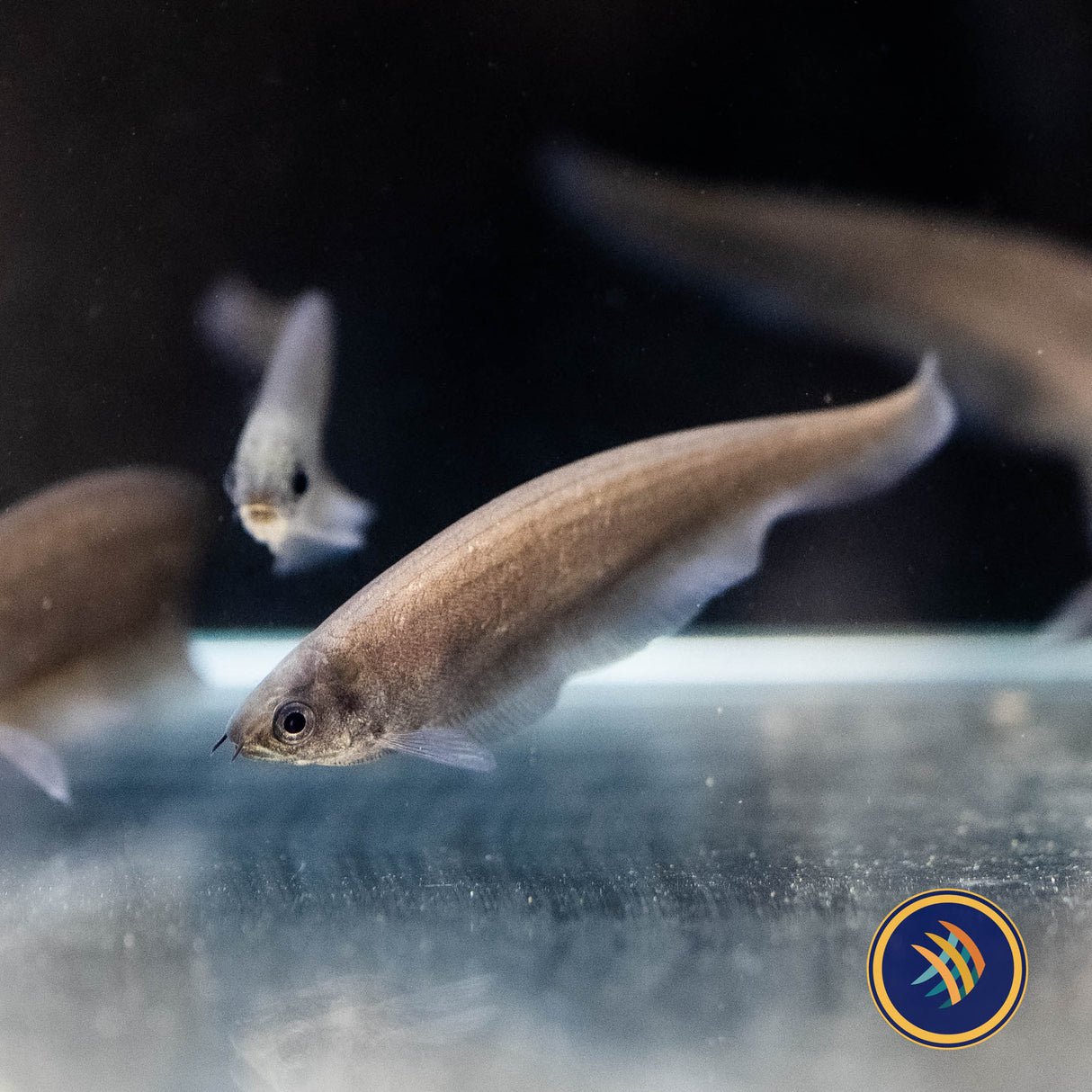 African Knifefish (Xenomystus nigri) 12-15cm (Aquarium Glaser) | Other Livestock | Largest Tropical Fish Selection at Your Local Fish Store