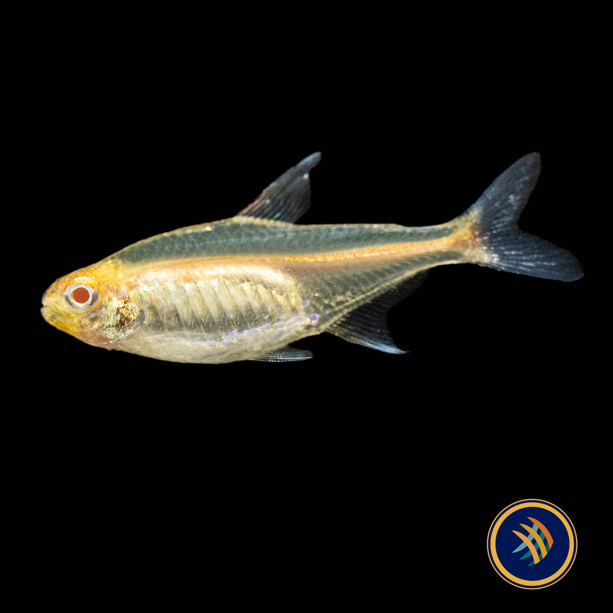 Albino Glowlight Tetra (Hemigrammus erythrozonus) | Tetras Rasboras & Pencilfish | Largest Tropical Fish Selection at Your Local Fish Store