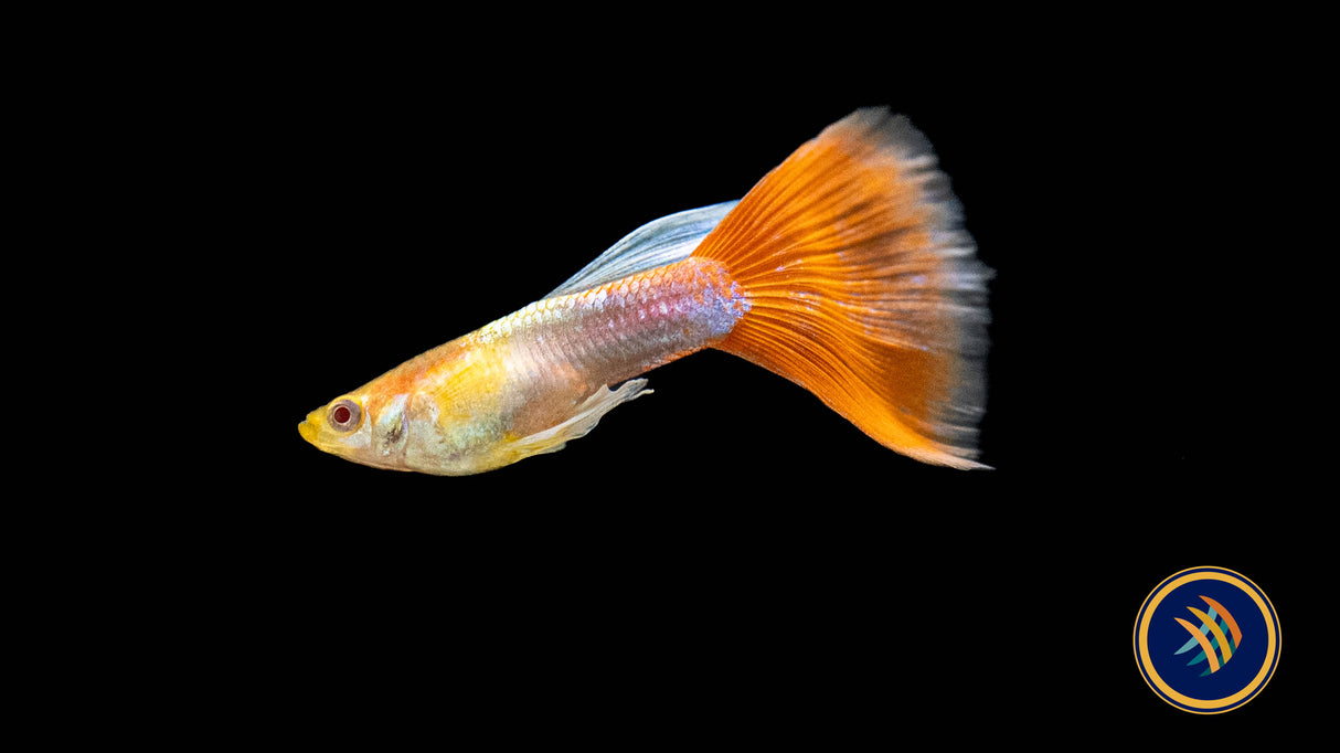 Fancy Guppy Pair Albino Red Tail | Livebearers | Largest Tropical Fish Selection at Your Local Fish Store
