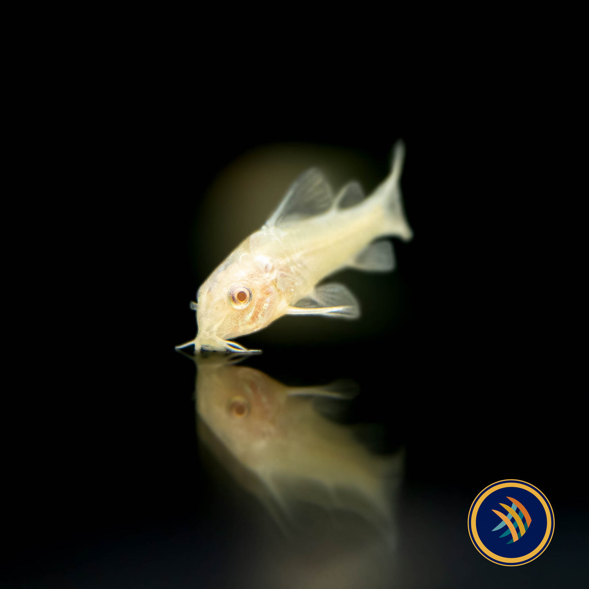 Albino Corydoras (Corydoras aeneus var. albino) 3-4cm | Catfish Loaches & Plecos | Largest Tropical Fish Selection at Your Local Fish Store