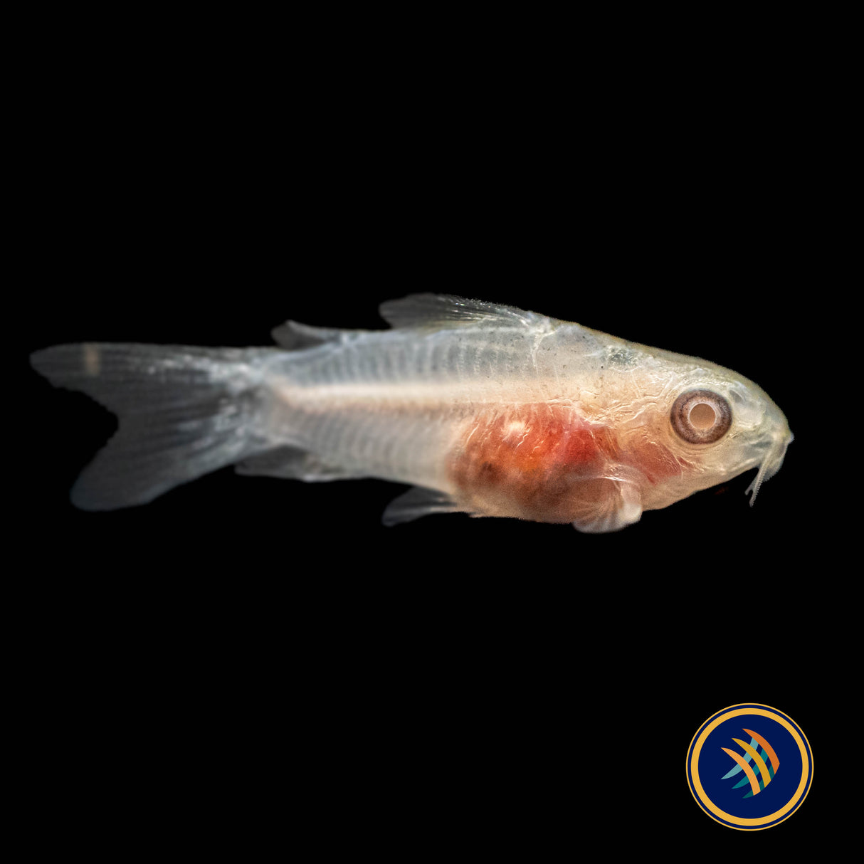 Albino Pygmy Corydoras (Corydoras pygmaeus 'Albino') | Catfish Loaches & Plecos | Largest Tropical Fish Selection at Your Local Fish Store