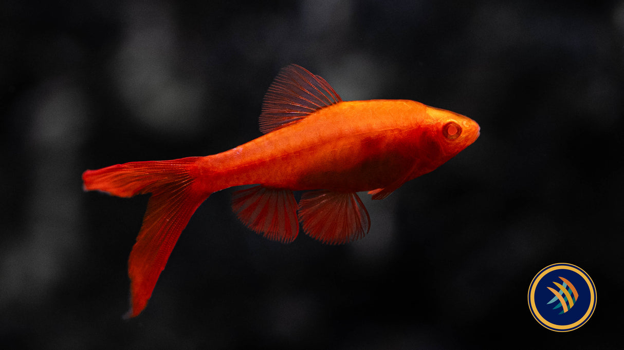 Albino Longfin Cherry Barb (Puntius titteya var. albino) 2-4cm | Goldfish Barbs & Minnows | Largest Tropical Fish Selection at Your Local Fish Store