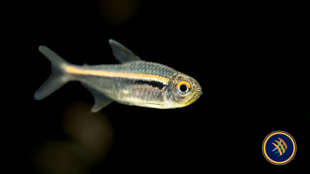 Amapá Tetra (Hyphessobrycon amapaensis) Med-Large | Tetras Rasboras & Pencilfish | Largest Tropical Fish Selection at Your Local Fish Store