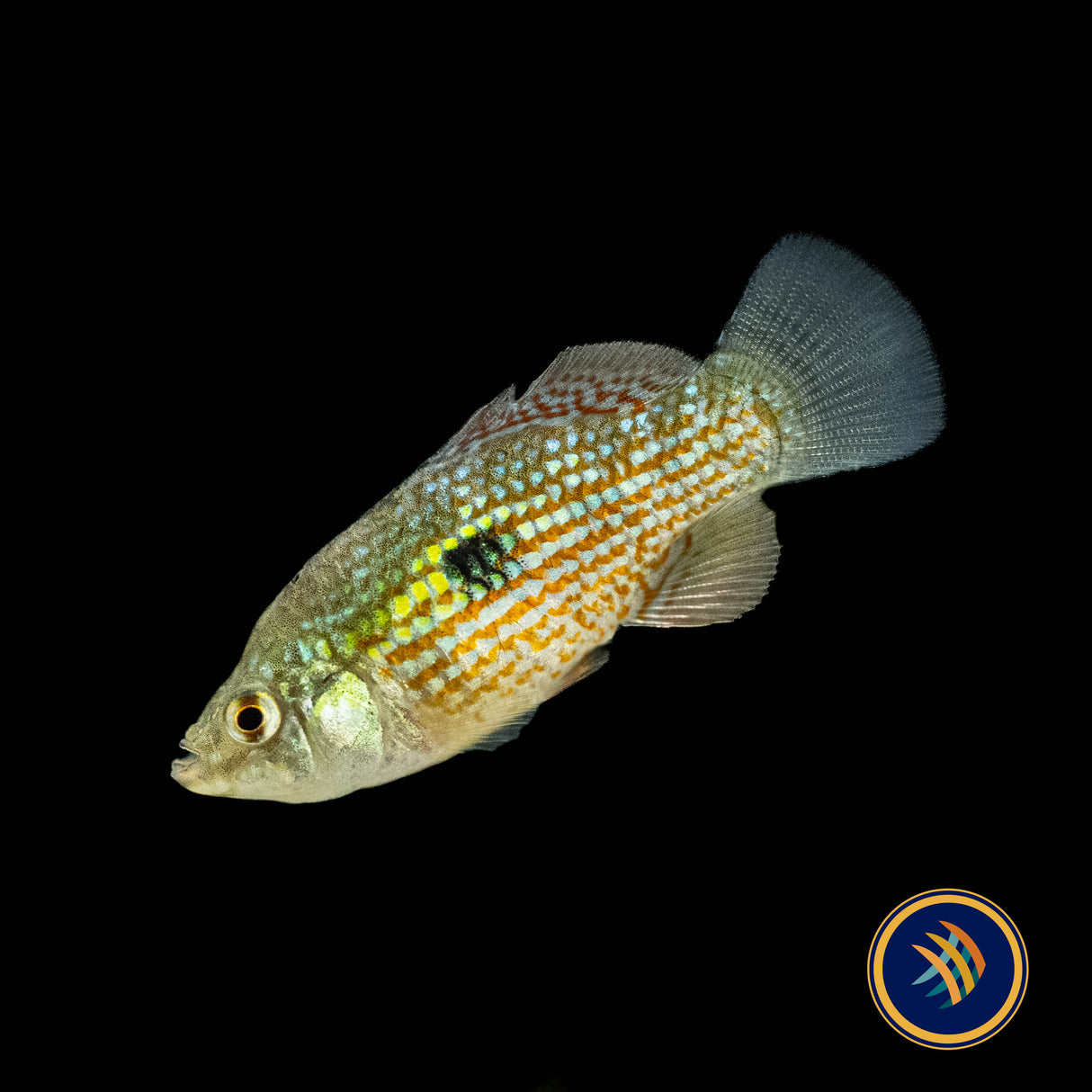 American Flagfish (Jordanella floridae) 4.5cm | Rainbowfish Killifish & Danios | Largest Tropical Fish Selection at Your Local Fish Store