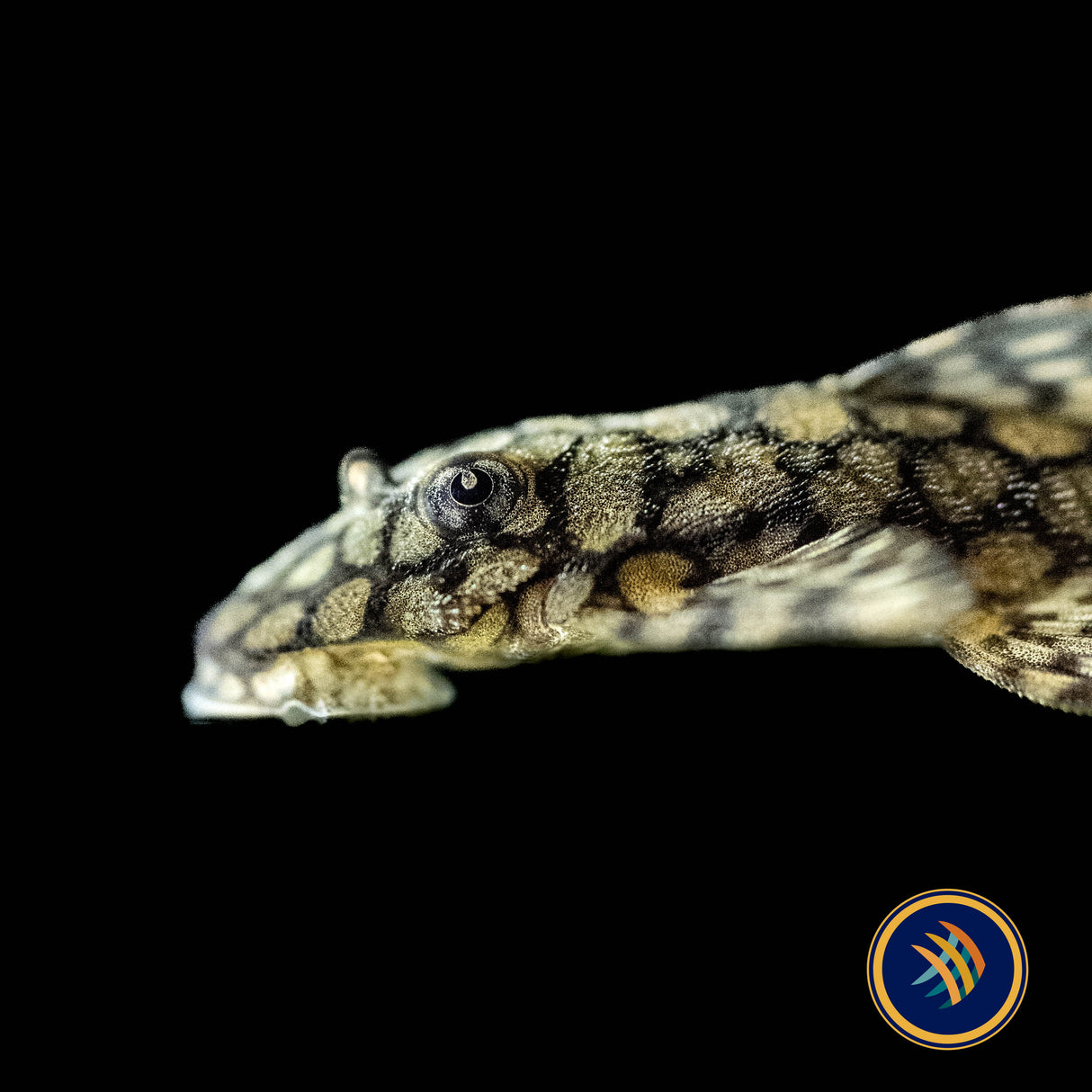 Ancistrus Wabenmuster Pleco (PlecoCeramics) | Catfish Loaches & Plecos | Largest Tropical Fish Selection at Your Local Fish Store