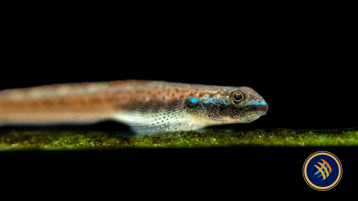 Annie’s Dwarf Goby (Stiphodon annieae) 3-4cm | Other Livestock | Largest Tropical Fish Selection at Your Local Fish Store