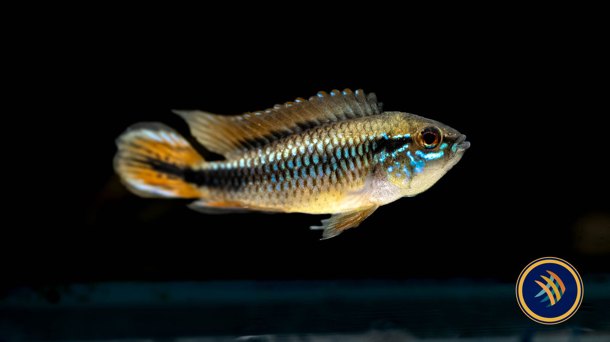 Apistogramma Agassizii "Double Red" 5cm | Cichlids Badis & Gouramis | Largest Tropical Fish Selection at Your Local Fish Store