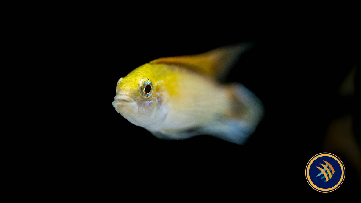 Apistogramma Agassizi "Fire Red" | Cichlids Badis & Gouramis | Largest Tropical Fish Selection at Your Local Fish Store