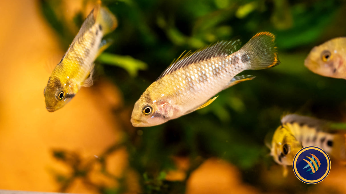 Apistogramma Baenschi 'Inka I' Pairs Med-Large Aquarium Glaser | Cichlids Badis & Gouramis | Largest Tropical Fish Selection at Your Local Fish Store