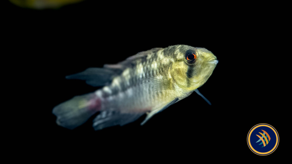 Apistogramma Hongsloi | Cichlids Badis & Gouramis | Largest Tropical Fish Selection at Your Local Fish Store