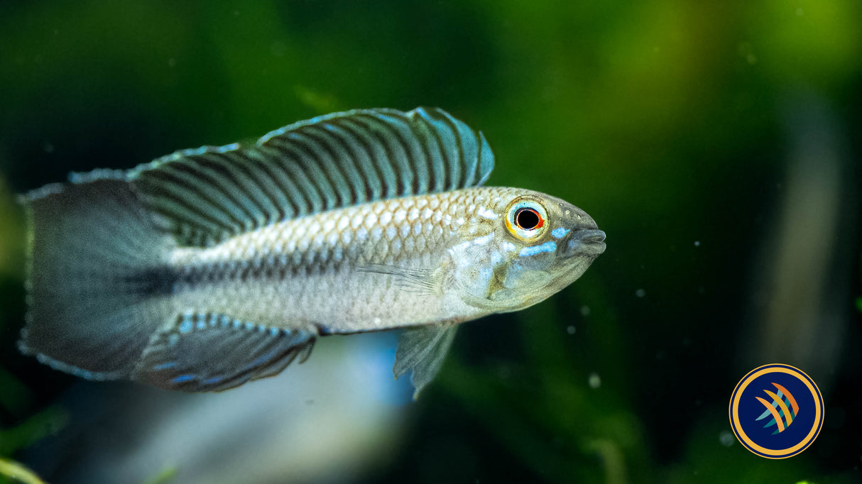 Apistogramma Iniridae (Aquarium Glaser) | Cichlids Badis & Gouramis | Largest Tropical Fish Selection at Your Local Fish Store