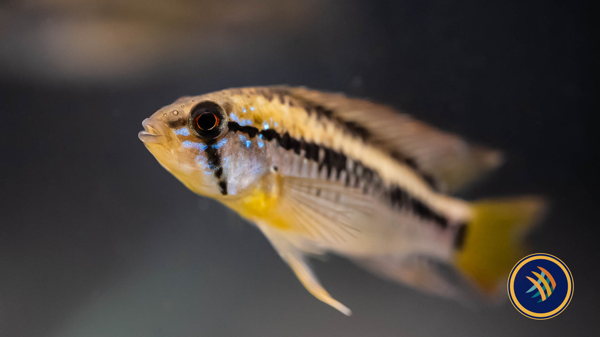 Apistogramma Macmasteri Pairs | Cichlids Badis & Gouramis | Largest Tropical Fish Selection at Your Local Fish Store