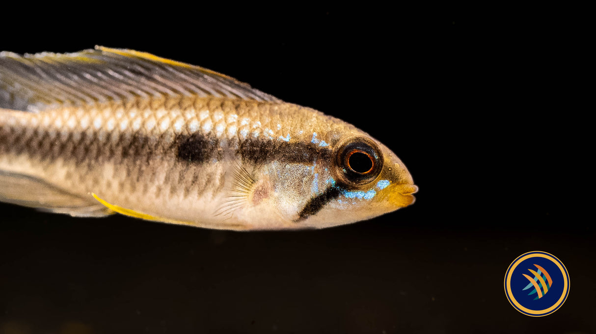 Apistogramma Psammophila | Cichlids Badis & Gouramis | Largest Tropical Fish Selection at Your Local Fish Store