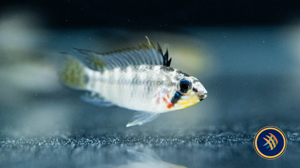Apistogramma Viejita III 2cm-4cm | Cichlids Badis & Gouramis | Largest Tropical Fish Selection at Your Local Fish Store