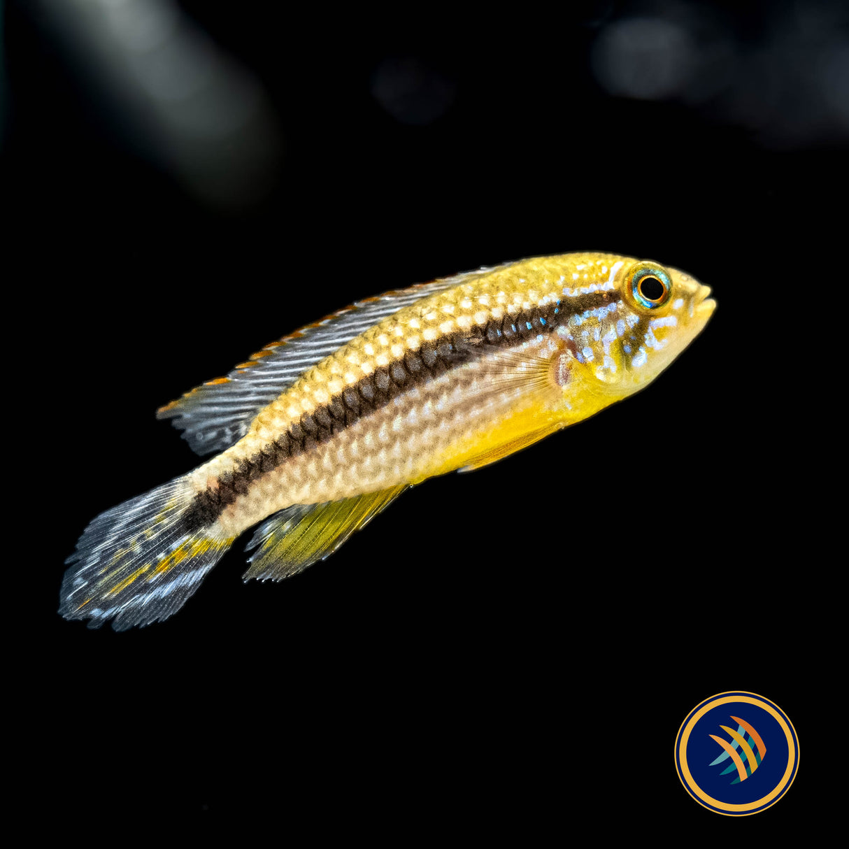 Apistogramma Agassizii "Tefe" Red Back Pairs 2-3cm | Cichlids Badis & Gouramis | Largest Tropical Fish Selection at Your Local Fish Store