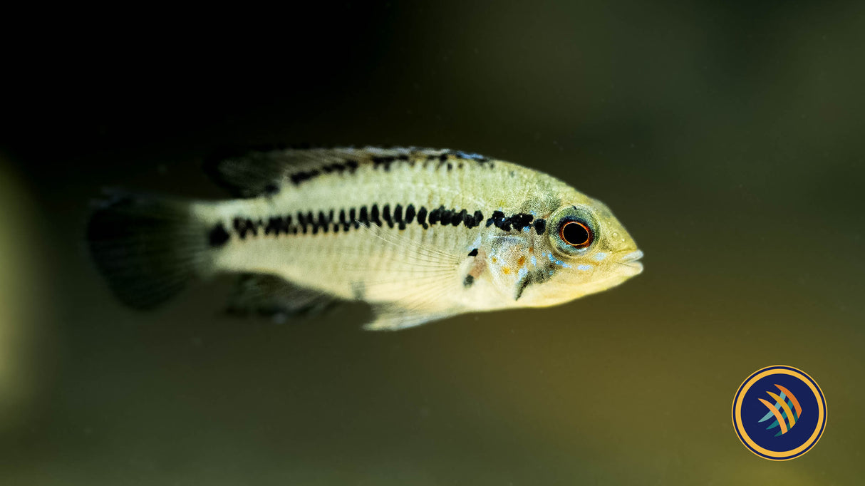 Apistogramma sp. D50 4cm-6.5cm | Cichlids Badis & Gouramis | Largest Tropical Fish Selection at Your Local Fish Store