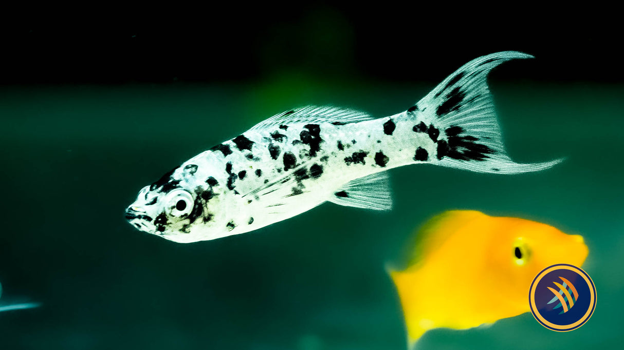 Premium Assorted Sailfin Molly | Livebearers | Largest Tropical Fish Selection at Your Local Fish Store