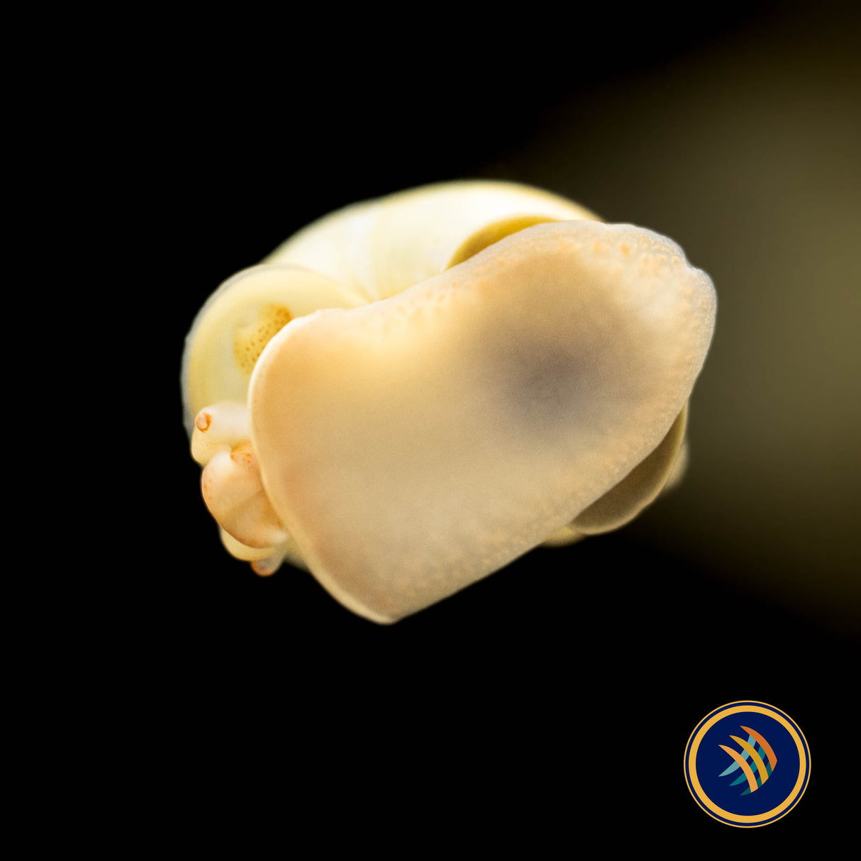 Mystery Snails | Snails Shrimp Crayfish Crabs | Largest Tropical Fish Selection at Your Local Fish Store