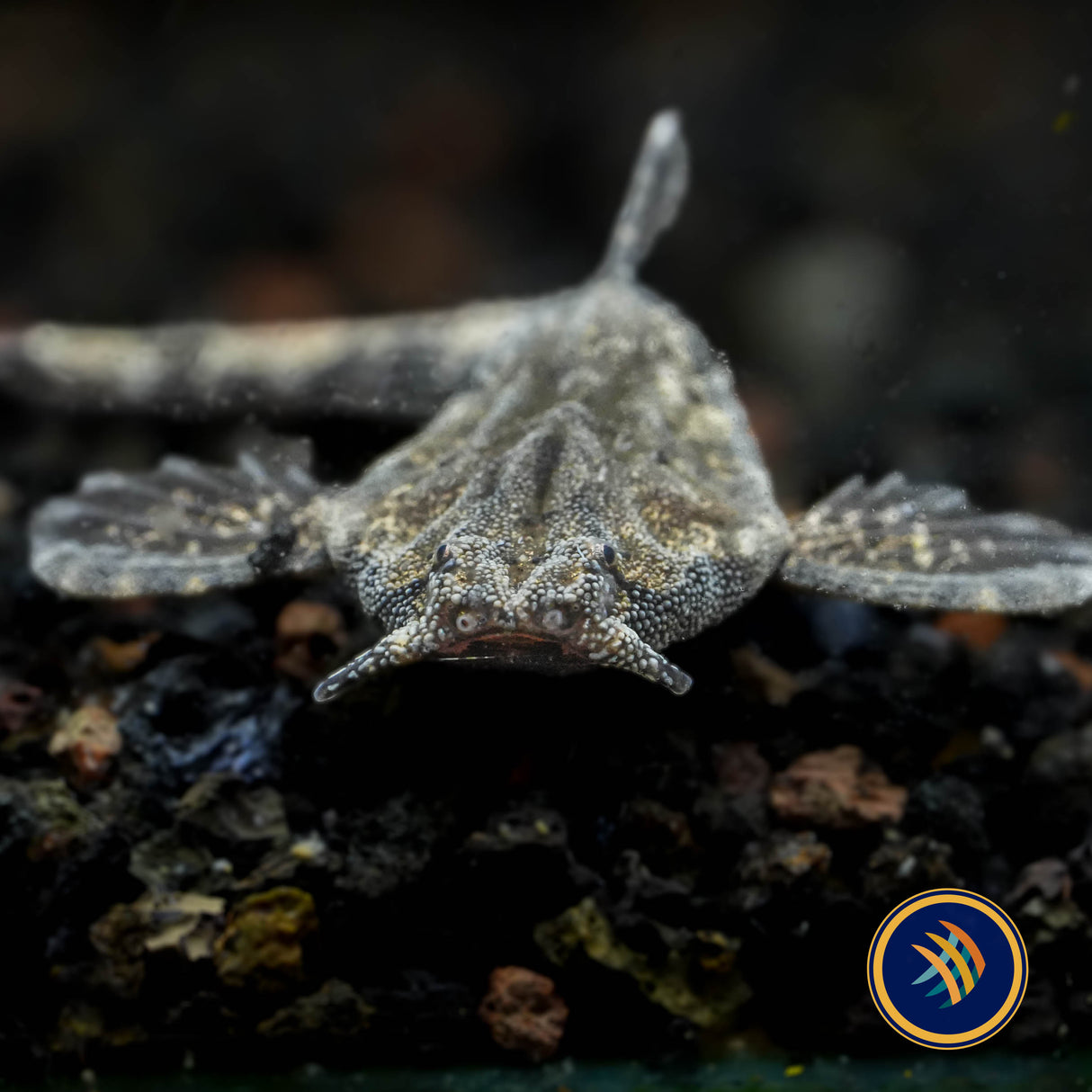 Banjo Catfish (Bunocephalus coracoideus) 4-6cm