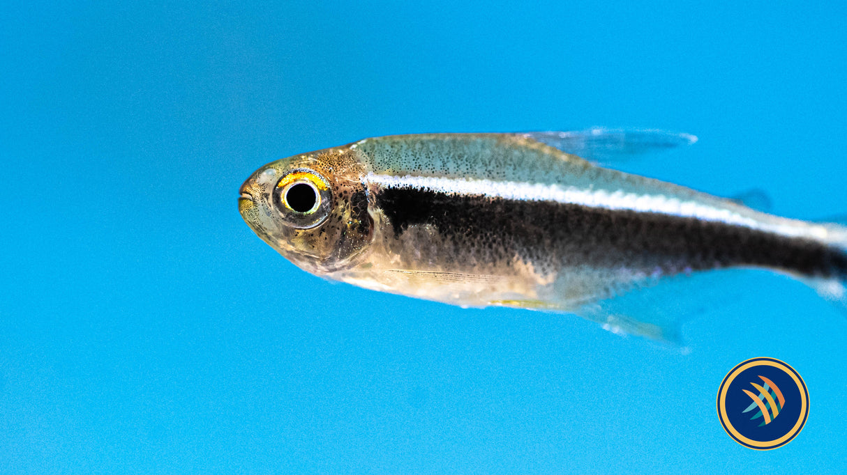 Black Neon Tetra (Hyphessobrycon herbertaxelrodi) 1.8-2cm | Tetras Rasboras & Pencilfish | Largest Tropical Fish Selection at Your Local Fish Store
