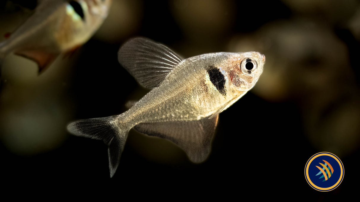 Black Phantom Tetra 3-4cm | Tetras Rasboras & Pencilfish | Largest Tropical Fish Selection at Your Local Fish Store