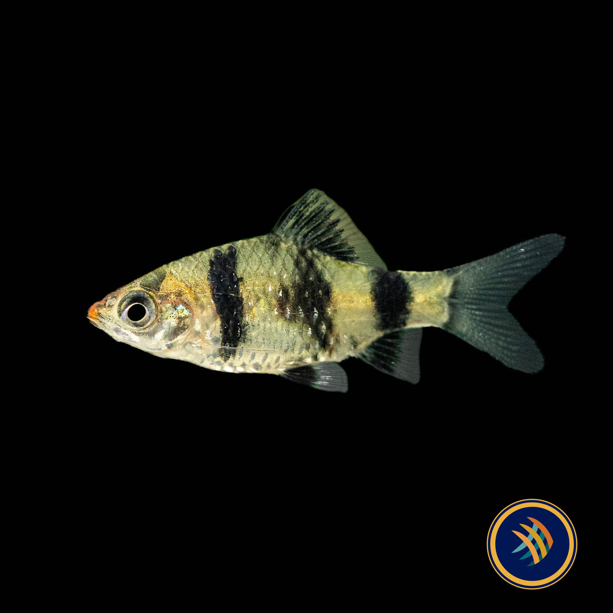 Black Ruby Barb 2.5cm (Pethia nigrofasciata) | Goldfish Barbs & Minnows | Largest Tropical Fish Selection at Your Local Fish Store
