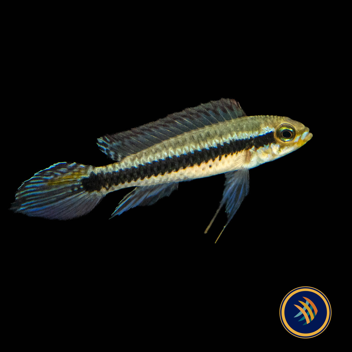 Black Stripe Dwarf Cichlid "Alenquer" Pairs Taeniacara candidi 2cm | Cichlids Badis & Gouramis | Largest Tropical Fish Selection at Your Local Fish Store