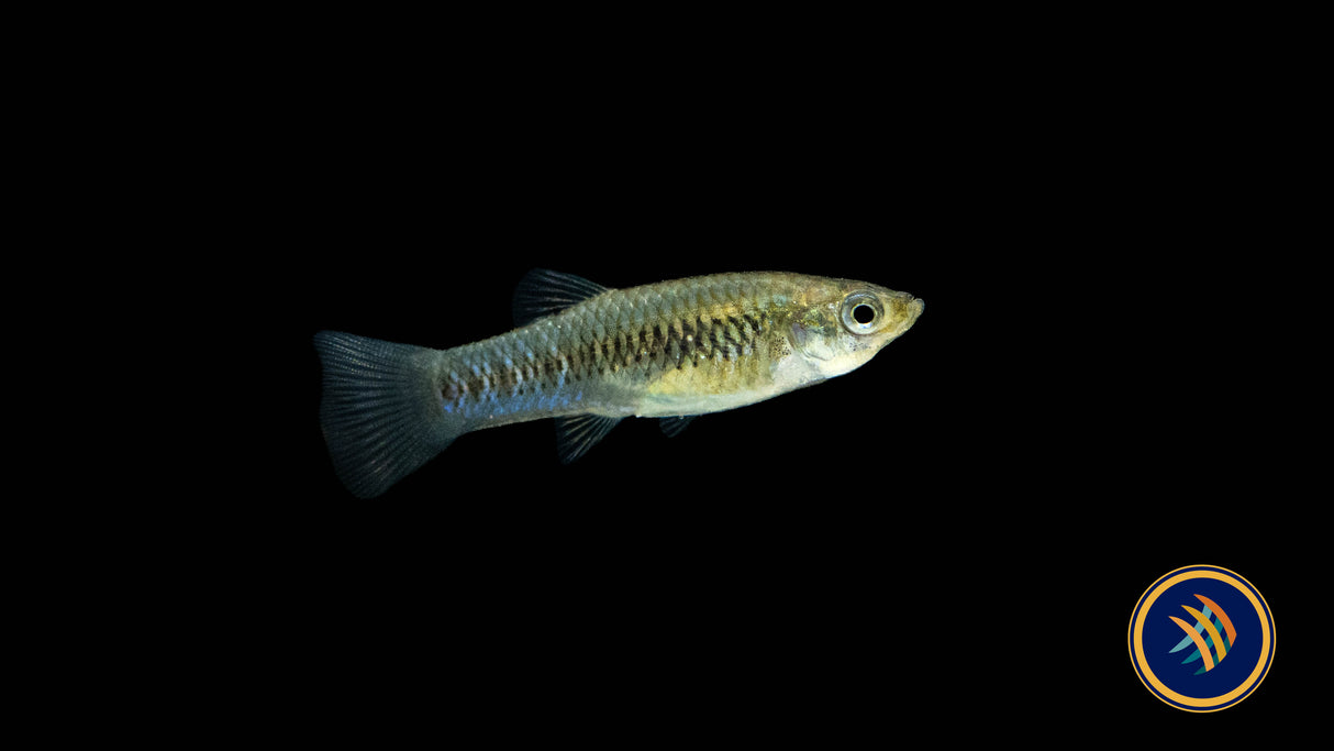 Black-Barred Molly (Limia perugiae) Large (Aquarium Glaser) | Livebearers | Largest Tropical Fish Selection at Your Local Fish Store