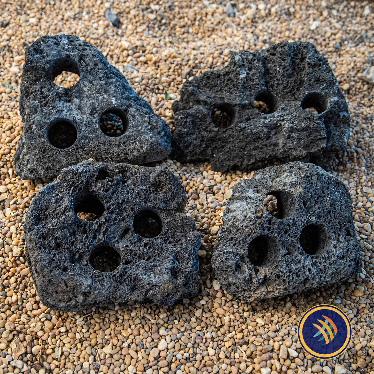 Black Lava Rock Drilled (per piece) | Substrates & Hardscape | Largest Tropical Fish Selection at Your Local Fish Store