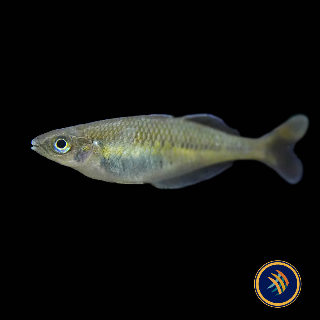 Bleher’s Rainbowfish (Chilatherina bleheri) 5-7cm Aquarium Glaser