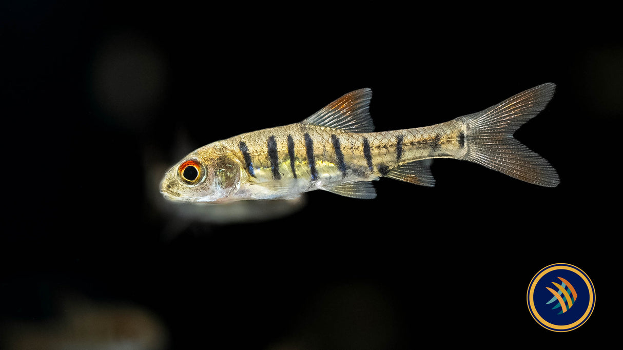 Blue Barred Barb ('Barbus' Faciolatus) | Goldfish Barbs & Minnows | Largest Tropical Fish Selection at Your Local Fish Store