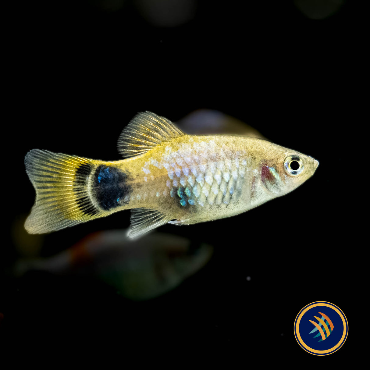 Blue Butterfly Moon Platy (Xiphophorus maculatus) (Large) Aquarium Glaser | Livebearers | Largest Tropical Fish Selection at Your Local Fish Store