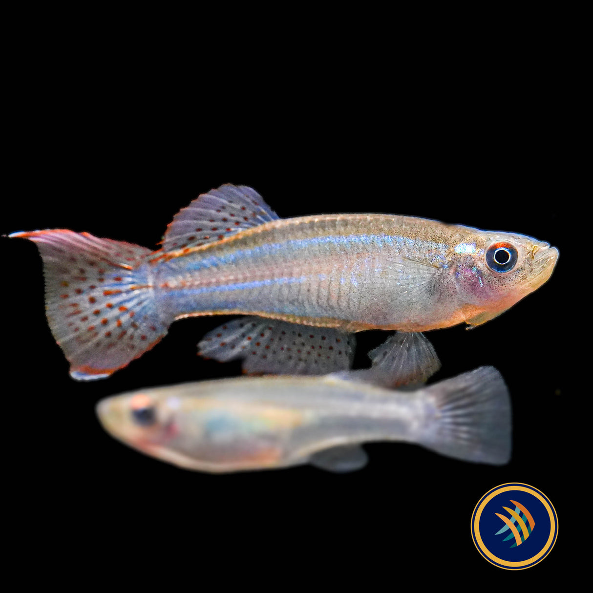 Blue‑green Lampeye Killifish (Procatopus aberrans)