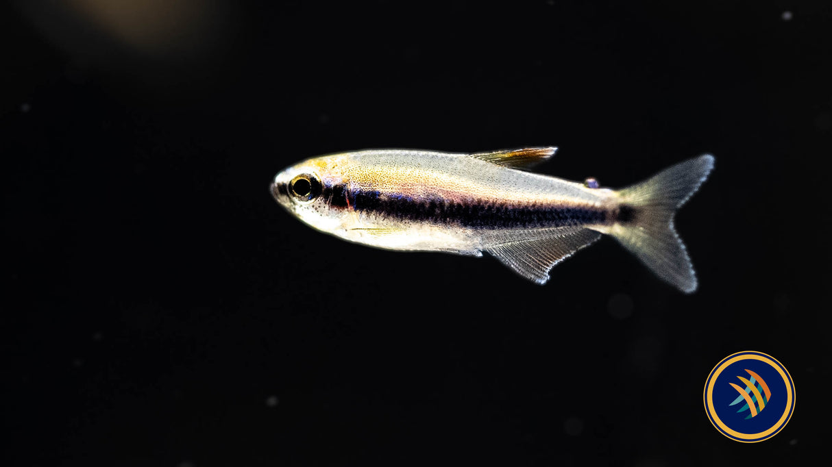 Blue Kerri Emperor Tetra 2.3-2.5cm | Tetras Rasboras & Pencilfish | Largest Tropical Fish Selection at Your Local Fish Store